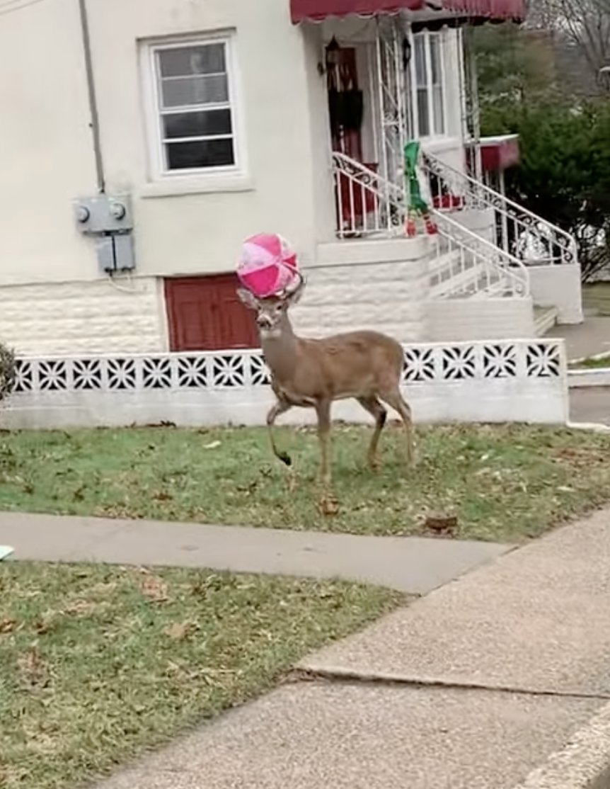 Who wore it better?
📸 <a href="/Pup_Leo/">Kory💜Miki💙Razz</a> #lvfc2025 #FursuitFriday