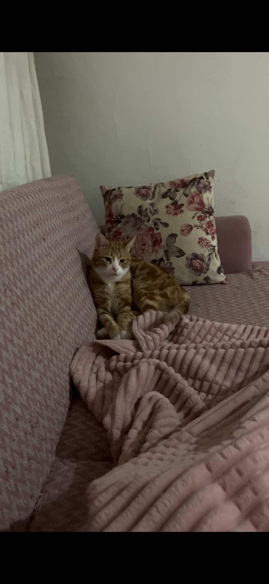 KAYIP KEDİ İLANI - ANKARA/ REFİK BELENDİR SOKAK - RT DESTEĞİ 🙏🏼
Kuzguna yakın kısımdan camdaki teli yırtarak kaçtı. İsmi Whisky 1 buçuk yaşında erkek kedi. Sarı beyaz iri bir kedi, biraz ürkek çipi yok. 
İletişim: 0541 972 35 57 (İnstagram: @burcutokuuc)