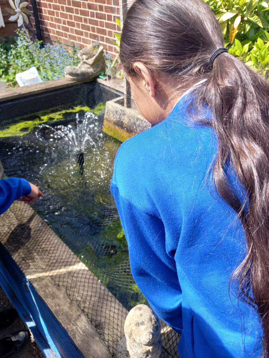 Rosary RC Primary (@rosaryrc) on Twitter photo During this Year of Hope, we’re called to care for our common home—and the children were thrilled to see how Father Hudson’s lives this out, especially their beautiful fish pond! A lovely reminder of the joy found in nurturing creation. 🐠🌿 <a href="/BCPP__/">🧡Catholic Primary Partnership🧡</a> <a href="/FatherHudsons/">Father Hudson's Caritas</a> During this Year of Hope, we’re called to care for our common home—and the children were thrilled to see how Father Hudson’s lives this out, especially their beautiful fish pond! A lovely reminder of the joy found in nurturing creation. 🐠🌿 <a href="/BCPP__/">🧡Catholic Primary Partnership🧡</a> <a href="/FatherHudsons/">Father Hudson's Caritas</a>