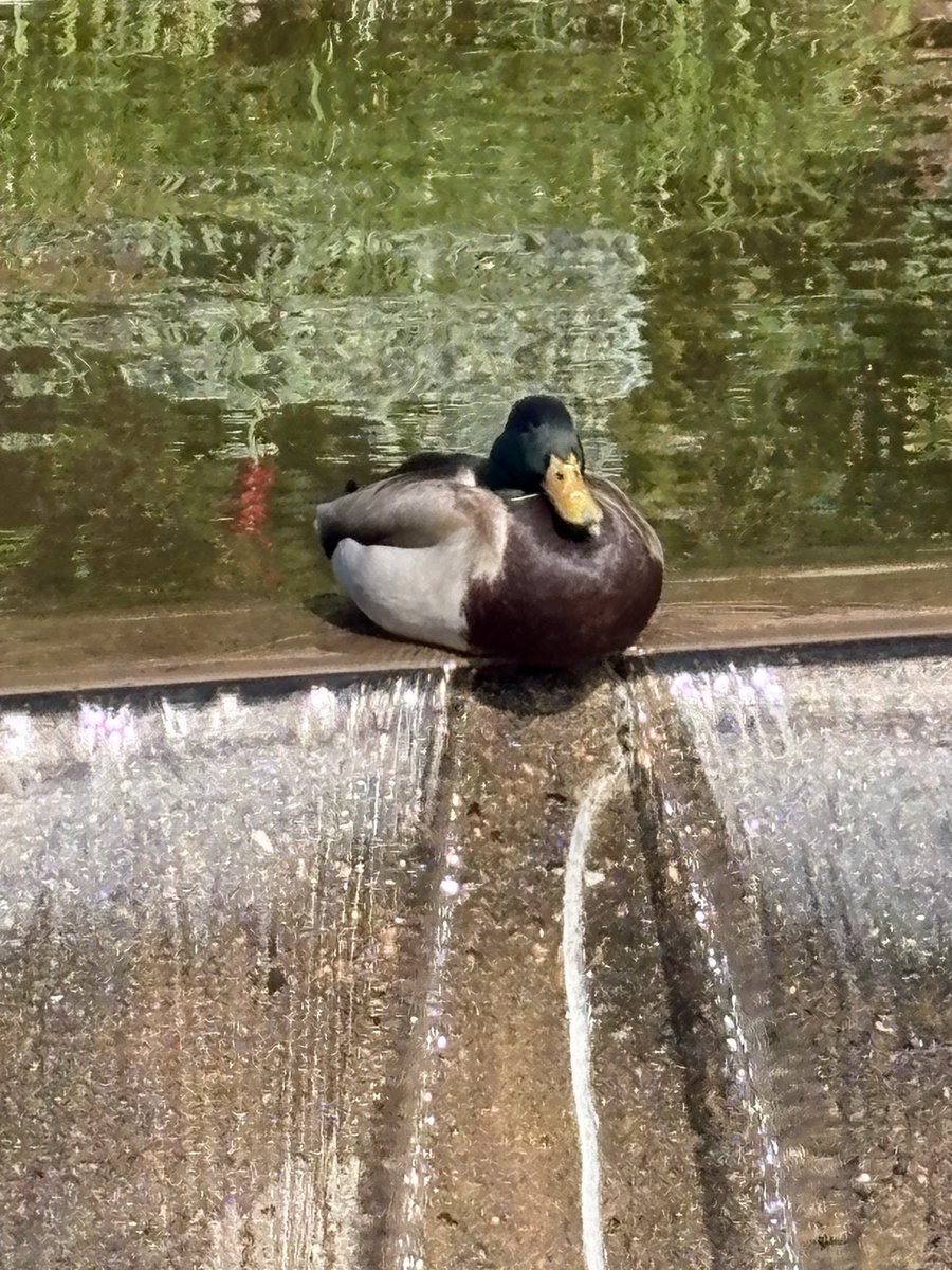 It’s spring ⁦<a href="/UofDenver/">University of Denver</a>⁩!