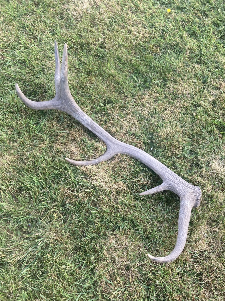 severnpiscator's tweet image. An interesting find on an utterly glorious afternoon stroll in the estuary today on a reconnaissance trip for the upcoming lave netting season.
I started finding a few bits of antler, then found this beauty, possibly been around for some time.