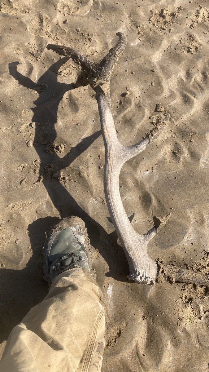 severnpiscator's tweet image. An interesting find on an utterly glorious afternoon stroll in the estuary today on a reconnaissance trip for the upcoming lave netting season.
I started finding a few bits of antler, then found this beauty, possibly been around for some time.