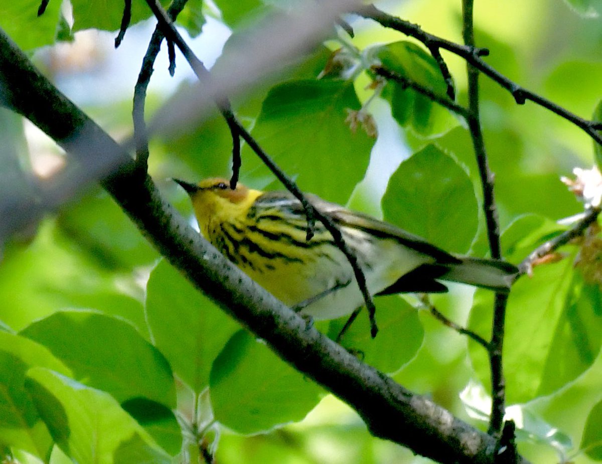 Nat Moss 💚 (@natmoss) on Twitter photo Another active morning in Prospect Park’s Vale of Cashmere, 5/8/25: Northern Parula, Chestnut-sided Warbler, Baltimore Oriole, Cape May Warbler. <a href="/BirdBrklyn/">Brooklyn Bird Alert</a> Another active morning in Prospect Park’s Vale of Cashmere, 5/8/25: Northern Parula, Chestnut-sided Warbler, Baltimore Oriole, Cape May Warbler. <a href="/BirdBrklyn/">Brooklyn Bird Alert</a>