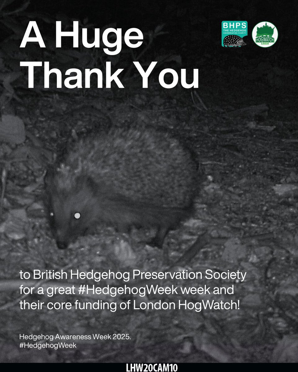LondonHogWatch (@londonhogwatch) on Twitter photo Thanks for celebrating #HedgehogWeek with us, our core funder <a href="/hedgehogsociety/">Hedgehog Society</a> & all involved!🦔
This '25 season we're focusing on analysing our long-term datasets & camera trapping across #London 💚
To get involved 👉 hogwatch@zsl.uk @zslofficial <a href="/ZSLScience/">ZSL Science</a> Thanks for celebrating #HedgehogWeek with us, our core funder <a href="/hedgehogsociety/">Hedgehog Society</a> & all involved!🦔
This '25 season we're focusing on analysing our long-term datasets & camera trapping across #London 💚
To get involved 👉 hogwatch@zsl.uk @zslofficial <a href="/ZSLScience/">ZSL Science</a>