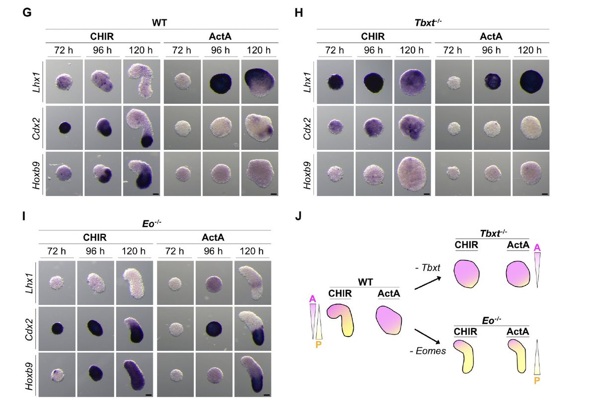 Alfonso Martinez Arias (@amartinezarias) on Twitter photo Two transcriptional modules that control mammalian #gastrulation that are functionally linked through their GRNs biorxiv.org/content/10.110…
and paced by interactions between Wnt and Nodal signalling
<a href="/realArnoldLab/">realArnoldLab</a> #gastruloids Two transcriptional modules that control mammalian #gastrulation that are functionally linked through their GRNs biorxiv.org/content/10.110…
and paced by interactions between Wnt and Nodal signalling
<a href="/realArnoldLab/">realArnoldLab</a> #gastruloids