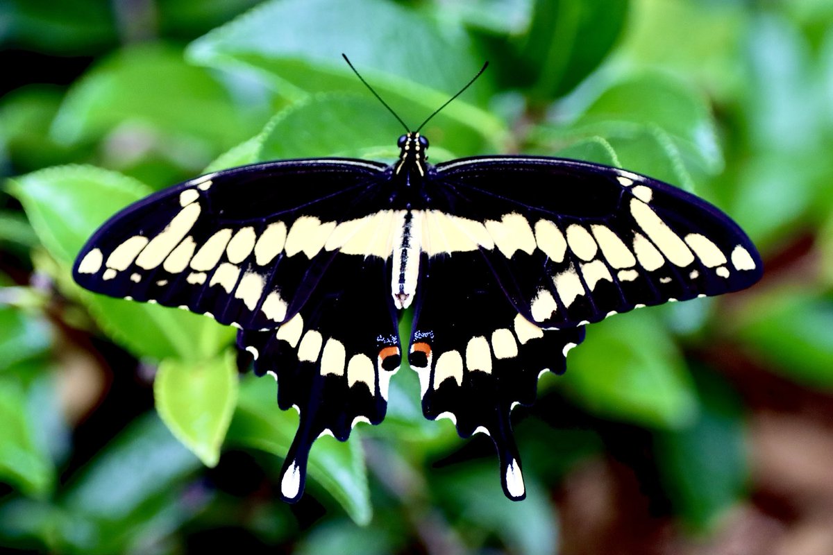 PMurphyWWL's tweet image. There is beauty even on a rainy day. I found this butterfly in one of the plants in my backyard. The giant swallowtail (Papilio cresphontes) is North America's largest butterfly. @WWLTV