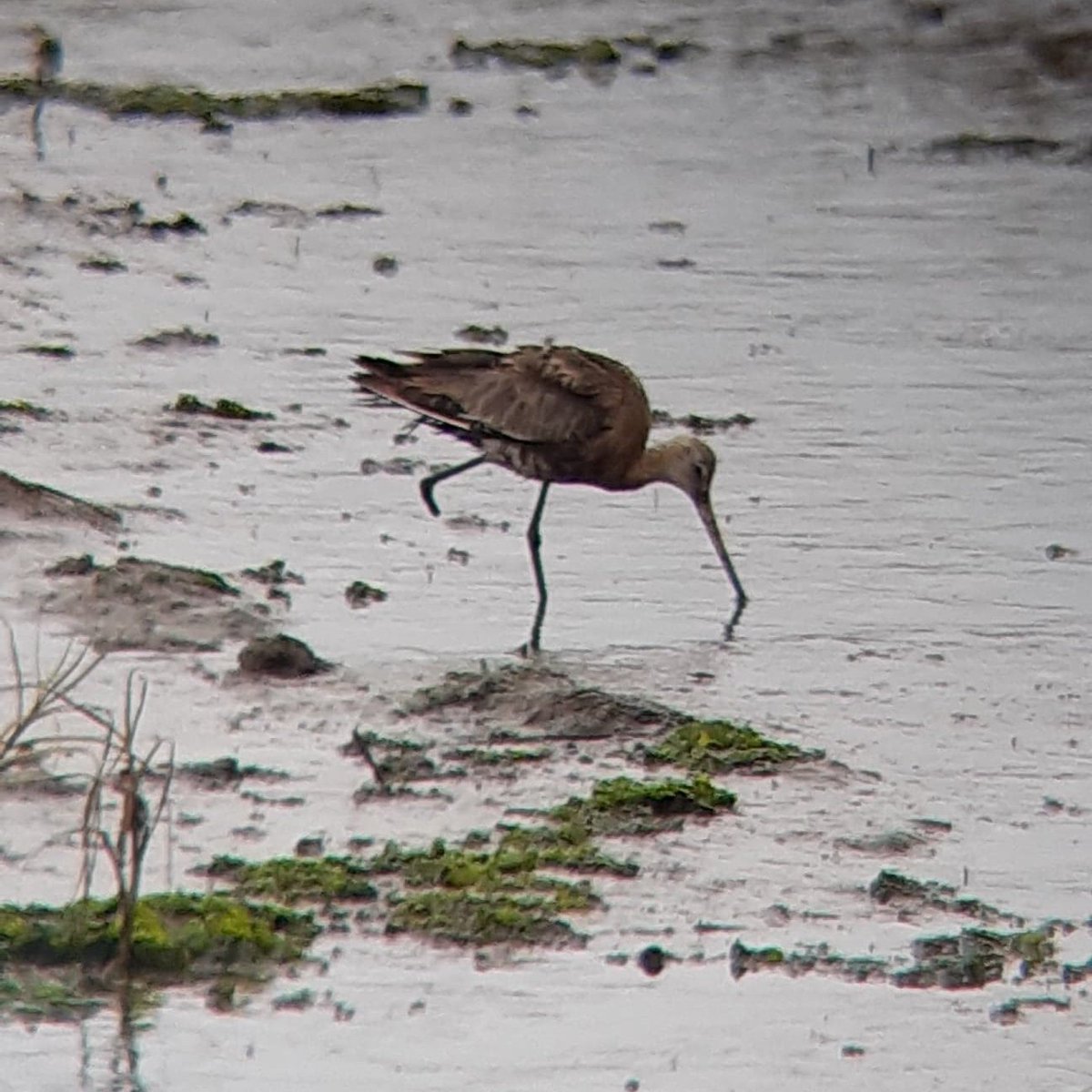 We spotted this one-legged black-tailed godwit last winter feeding along the shoreline in Poole Harbour and have thought about it so many times since. The tenacity and will to live is incredible!

Keeping our fingers crossed for its continued survival, and return this winter 🤞
