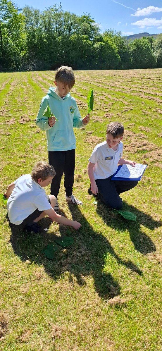 Ysgol Bro Tawe (@ysgolbrotawe) on Twitter photo D6 wedi joio dysgu mathemateg yn yr awyr agored. 😊🌳D6 enjoyed completing the leaf challenge, converting fractions, percentages and decimals whilst learning about the types of trees around our field!
<a href="/PowysPLTeam/">Dysgu Proffesiynol Powys Professional Learning</a>
<a href="/_OLW_/">DysguAwyrAgoredCymru/OutdoorLearningWales</a> D6 wedi joio dysgu mathemateg yn yr awyr agored. 😊🌳D6 enjoyed completing the leaf challenge, converting fractions, percentages and decimals whilst learning about the types of trees around our field!
<a href="/PowysPLTeam/">Dysgu Proffesiynol Powys Professional Learning</a>
<a href="/_OLW_/">DysguAwyrAgoredCymru/OutdoorLearningWales</a>