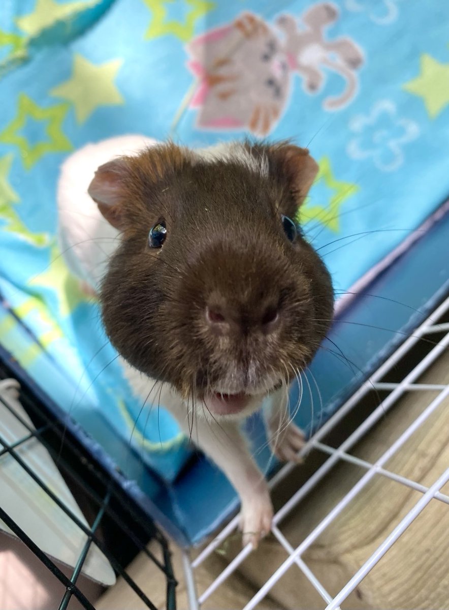 Oscar (@felixandoscar1) on Twitter photo Throwback wonderfully wonky whiskers for your 🌈#FelixFriday Throwback wonderfully wonky whiskers for your 🌈#FelixFriday
