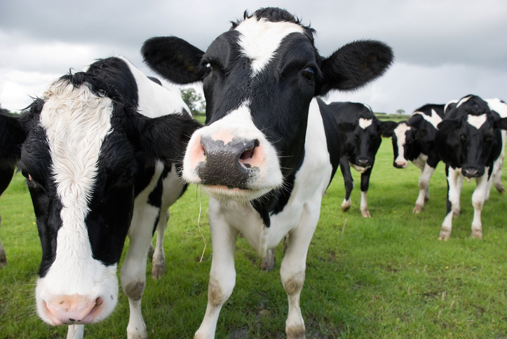 Guest article: The Perfect Day lawsuit… an ingredient naming case in disguise? agfundernews.com/guest-article-…