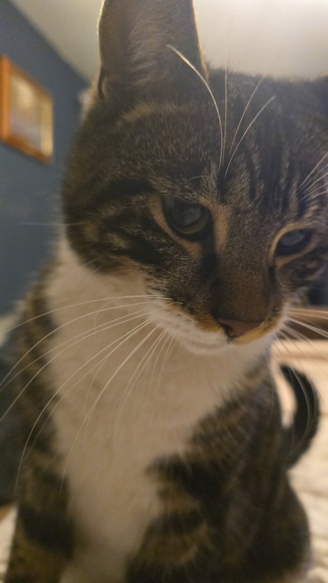 Hello everyone. Mums is very worried Mr Tabius has gone missing! He's not come home for lunch or dinner! Another cat has been attacking him and he's very scared of this kitty!! 🐾❤️