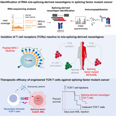 MSK Library (@msklibrary) on Twitter photo Featured today by <a href="/MSKLibrary/">MSK Library</a>: Mis-splicing-derived neoantigens and cognate TCRs in splicing factor mutant leukemias dx.doi.org/10.1016/j.cell…
#Neoantigens #SplicingMutations #LeukemiaResearch #CancerImmunotherapy #TCellReceptors #HematologicMalignancies #PrecisionOncology Featured today by <a href="/MSKLibrary/">MSK Library</a>: Mis-splicing-derived neoantigens and cognate TCRs in splicing factor mutant leukemias dx.doi.org/10.1016/j.cell…
#Neoantigens #SplicingMutations #LeukemiaResearch #CancerImmunotherapy #TCellReceptors #HematologicMalignancies #PrecisionOncology
