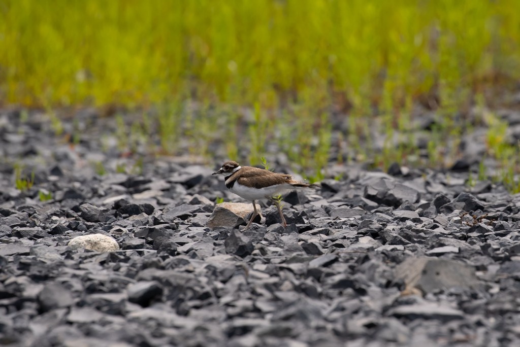 This Saturday join @naturesquamish for the first-ever Squamish Sḵwx̱wú7mesh Bird Festival!

📆 Saturday, May 10
🕙 10:00 AM - 2:30 PM
📍 Junction Park &amp; O'Siyam Pavilion, Squamish
ℹ️ More information on the FB event page --&gt; facebook.com/events/5032623… 

#BCBirdTrail #SeatoSky