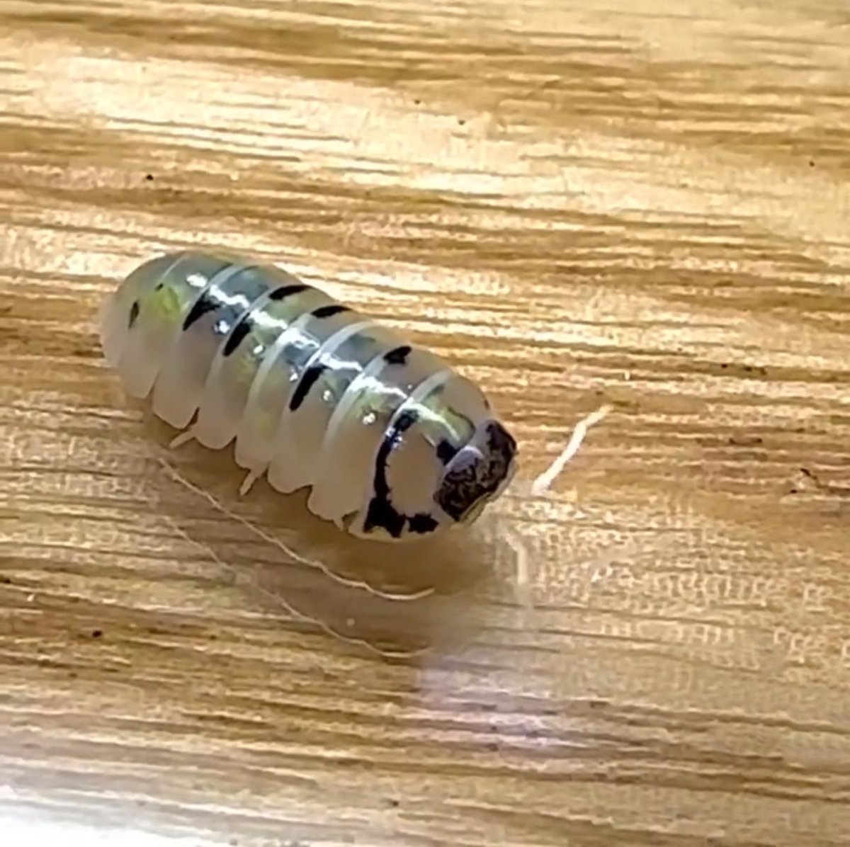 こんくらいの黒多めのマジポにまた会いたい…