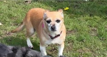 Henrietta slipped out of her collar when owner collapsed 😢 LOCAL HELP NEEDED

🆘6 MAY 2025 #Lost HENRIETTA #ScanMe
OLDER Cream Chihuahua Cross Female
Heathervale Recreation Ground, New Haw
#Addlestone #Surrey #KT15
Last sighting Pinewood Avenue on 7th May
doglost.co.uk/dog-blog.php?d…