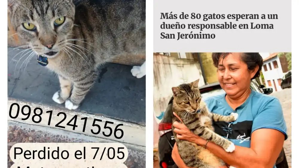 ▶️QUE APAREZCA PRONTO | ​​​😭

Piden ayuda para hallar a "Matungo", un gato de un refugio de Loma San Jerónimo.🐈

🗣️“No le estoy encontrando y no dormí nada desde ayer, ojalá que aparezca, que Dios permita, pero estoy con el corazón destrozado”, lamentó la dueña del refugio,