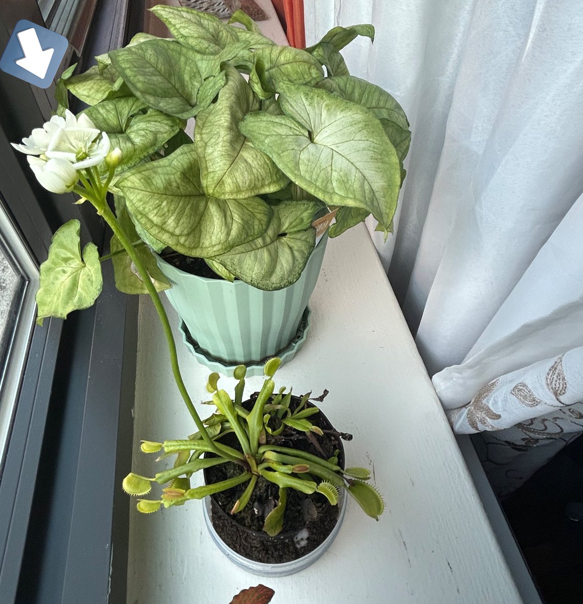 All_OverVuitton's tweet photo. 😁😁😁😁😁 
When I tell ya’ll I am SOOO PROUD of my Venus Fly Traps! 

I had one plant, then, it spored into 3 plants. I then had to re-pot the baby one, so it grows alone. And, as you can see even at one point my Venus Fly Trap bore a flower. 🥹 
🙌🏼🙂‍↕️ #VENUSFLYTRAP #Plants https://t.co/mRbBUP1tym