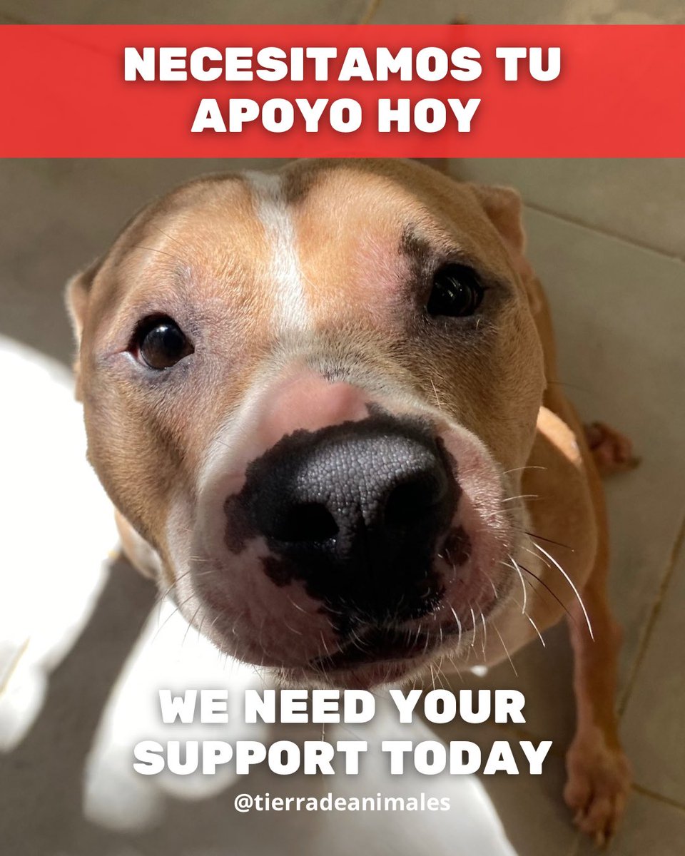 ¡Ayuda urgente!
Necesitamos tu apoyo para reunir el dinero necesario para los sueldos de nuestros colaboradores y los gastos del santuario este fin de semana.

•PayPal: PayPal.me/tierradeanimal…
•Tarjeta Banamex: 5204 1651 7911 8793 CLABE: 002691700956996917

Gracias! 🙏