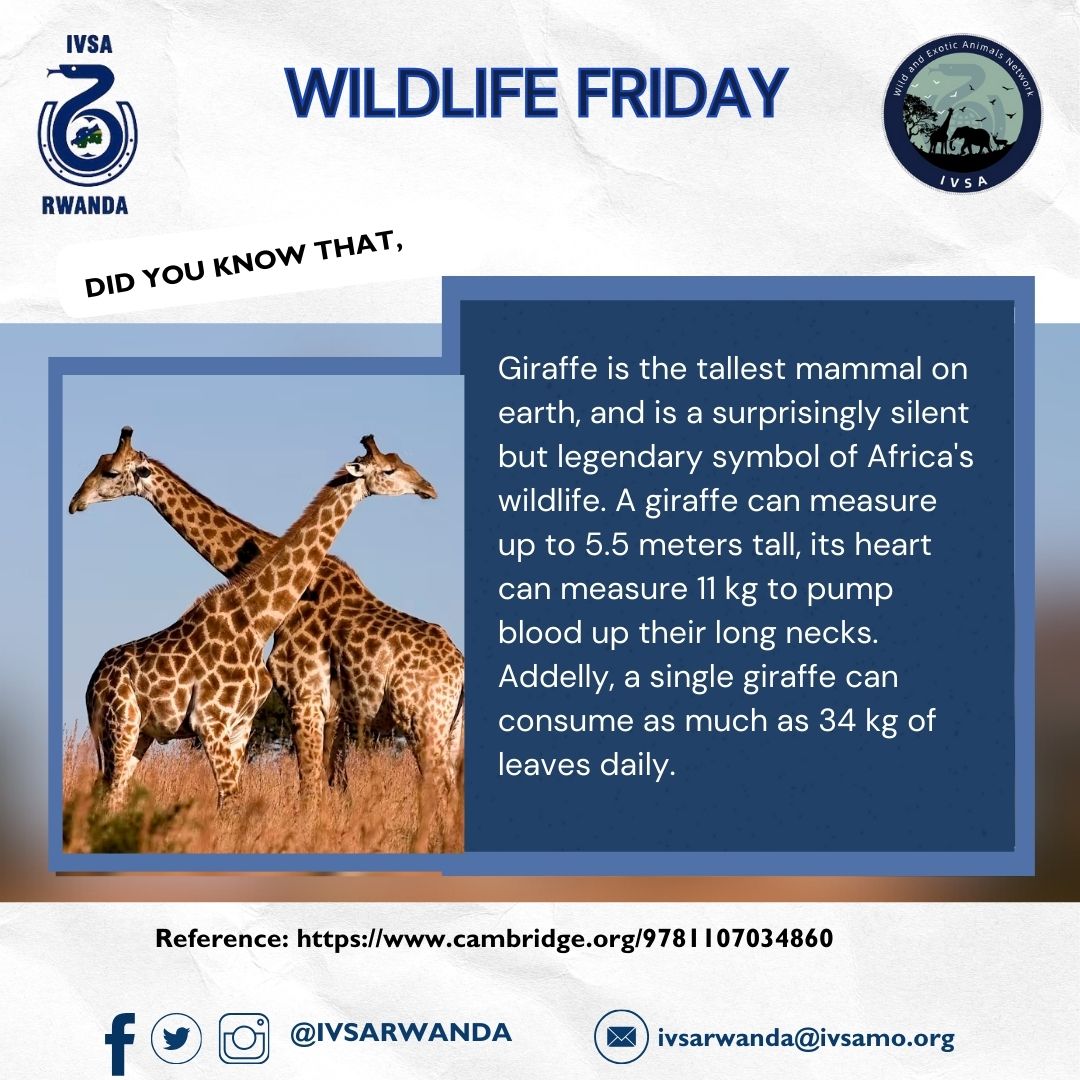 IVSA Rwanda (@ivsarwanda) on Twitter photo Conservation alert
Despite the giraffes' beauty and height, their populations are quietly declining due to habitat loss and poaching. Some subspecies are now on the verge of extinction. Let's give voice to these voiceless giants.
#SaveHabitats #AssistInConservation <a href="/IVSARwanda/">IVSA Rwanda</a> Conservation alert
Despite the giraffes' beauty and height, their populations are quietly declining due to habitat loss and poaching. Some subspecies are now on the verge of extinction. Let's give voice to these voiceless giants.
#SaveHabitats #AssistInConservation <a href="/IVSARwanda/">IVSA Rwanda</a>