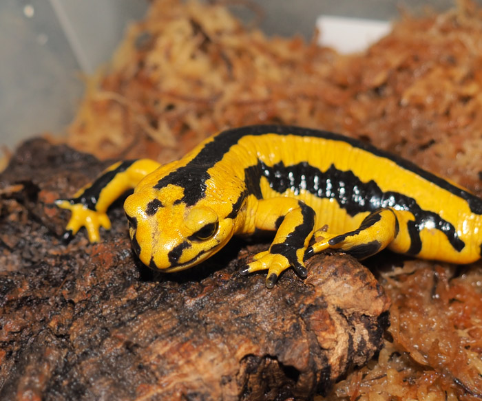 在庫生体ピックアップ ピレネーファイアサラマンダーCB Salamandra