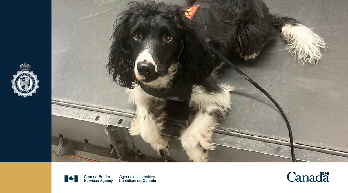 CanBorder's tweet image. #CBSA #DetectorDog Shakira made her 12th seizure of the year by sniffing out a cache of Hashish hidden in a bag of chips at @FlyYOW! These dogs are trained to combat illegal activity. More: cbsa-asfc.gc.ca/security-secur…