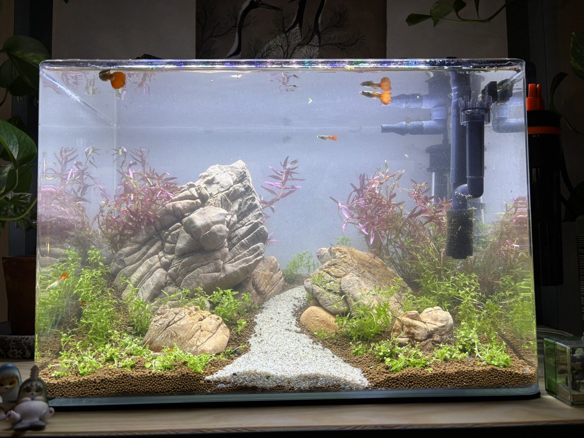 crispyjeprox's tweet photo. february - may

the sand path is very overgrown but overall liking how it looks 🙂‍↕️ https://t.co/T9YcDXrtXU