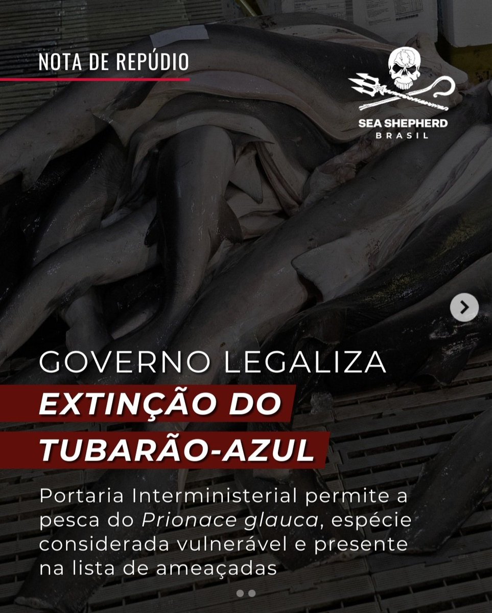 Vamos Assinar.
#RevogaPortaria30

Assine a petição ✍️seashepherd.org.br/peticao-pelo...

#TubarãoAzul 🦈
 📷 Sea Shepherd Brasil