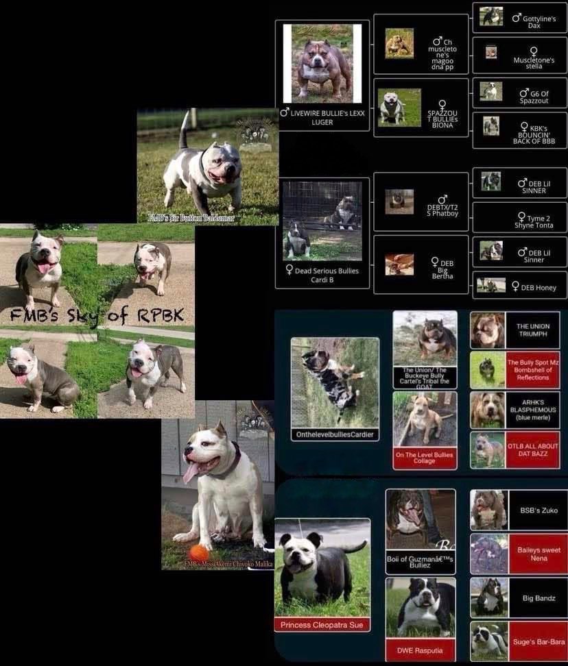 ReignPBK's tweet image. FMB’s Champion Maverick X FMB’s Sky of RPBK pups born May 2nd. 1 Blue Merle male, 1 Blue Tri male, 2 Blue males, 1 Blue Tri female, and 3 Blue females. Pups will be ABKC registered. Located in Jefferson City, MO. 
#doglife #puppy #americanbully #missouri #ABKC #bully #dogs