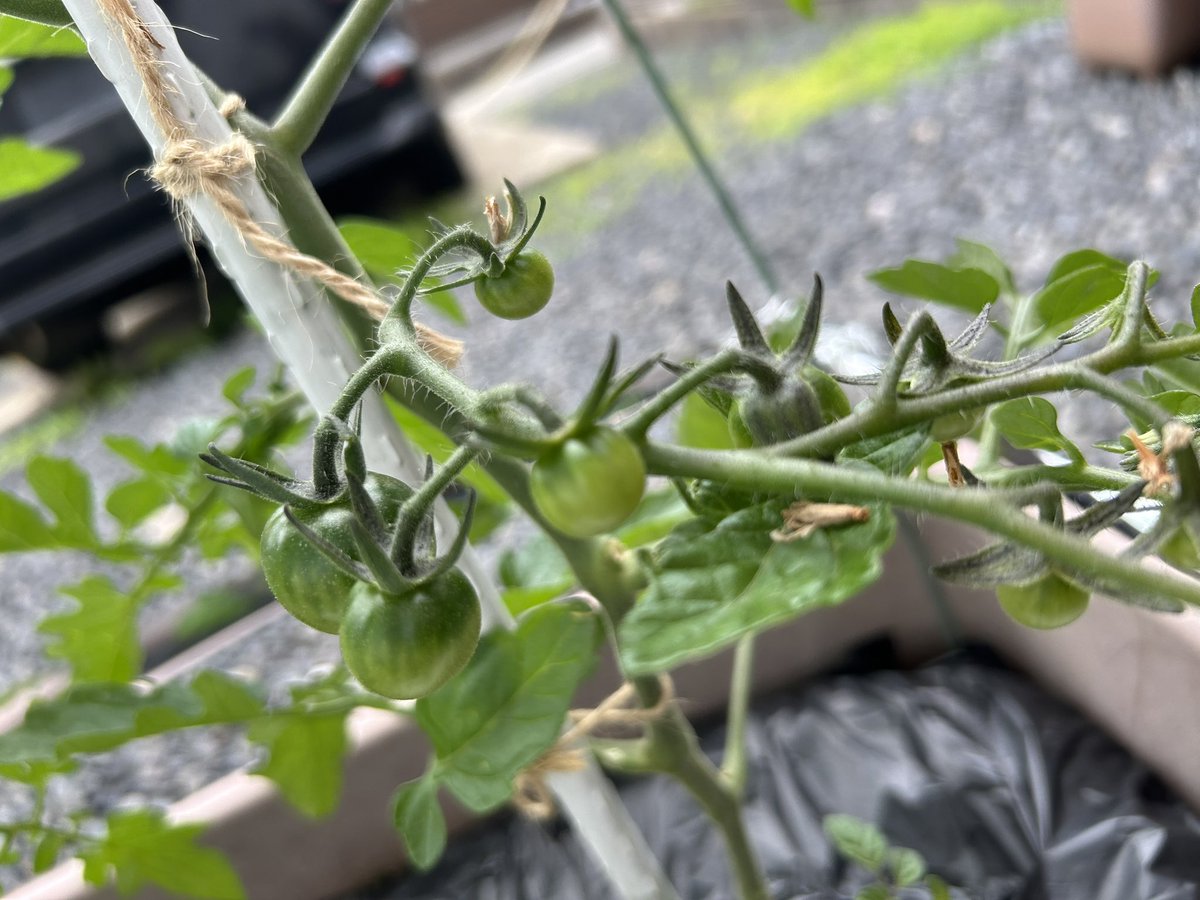 しずく🧡🌵@たにらー tweet media