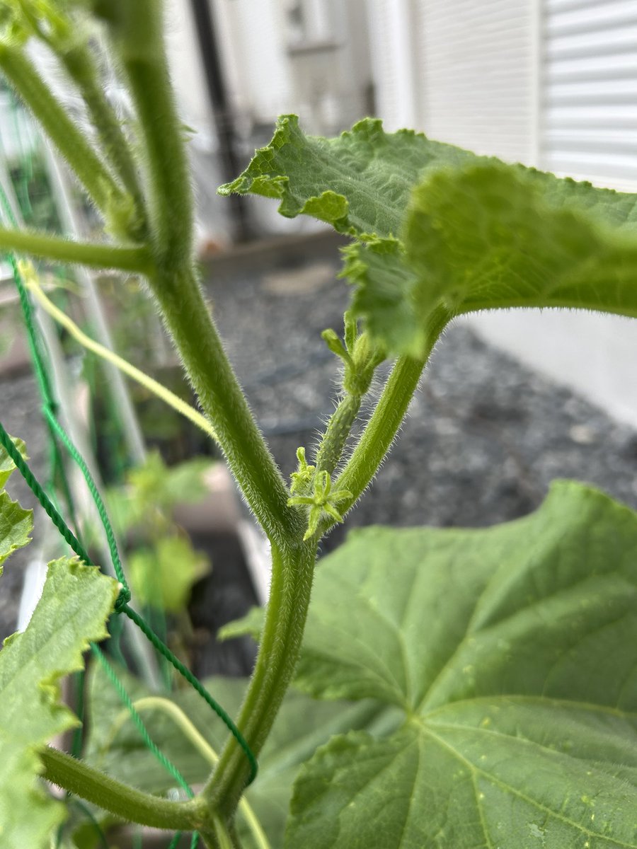 しずく🧡🌵@たにらー tweet media