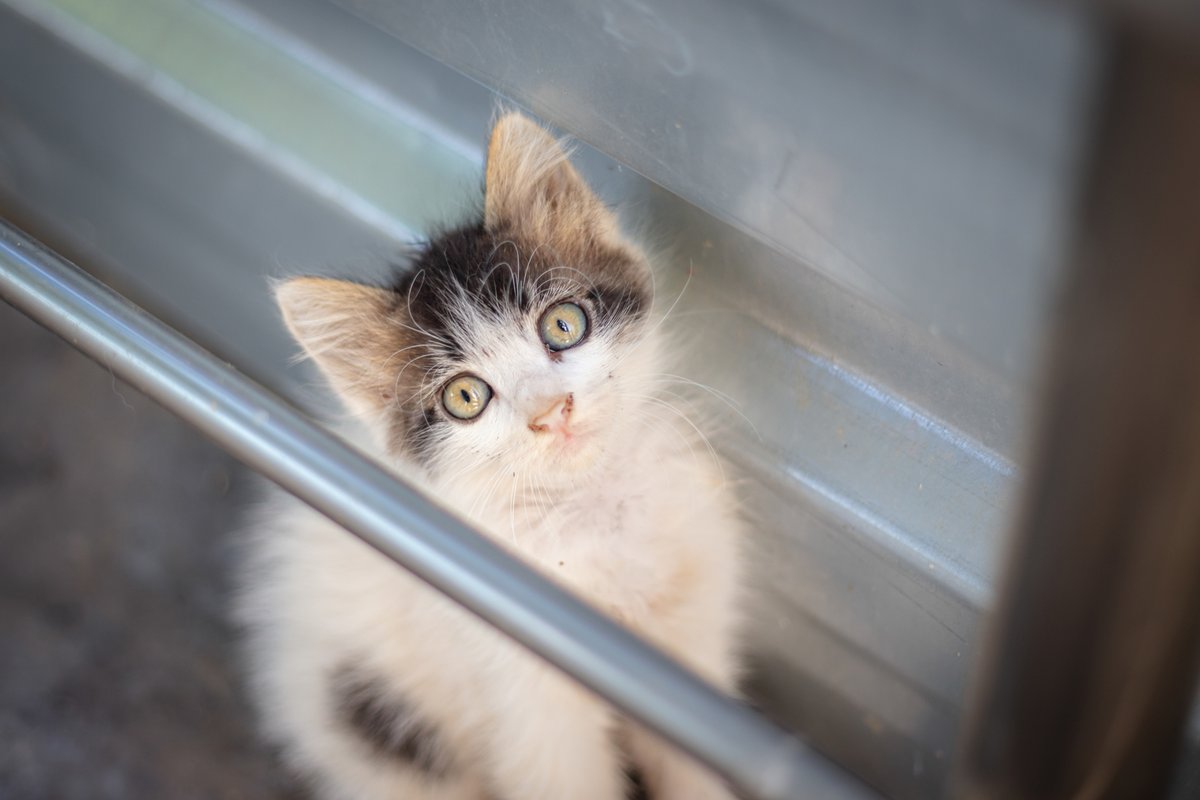 🐱 Kitten season is here! Our shelter is overflowing—want to help?

🚫 DON'T BE A KIT-NAPPER!

If you find kittens, leave them alone—mom is likely nearby and will return. The best thing you can do? Watch from a distance.

Learn more: bit.ly/2zE7F2R