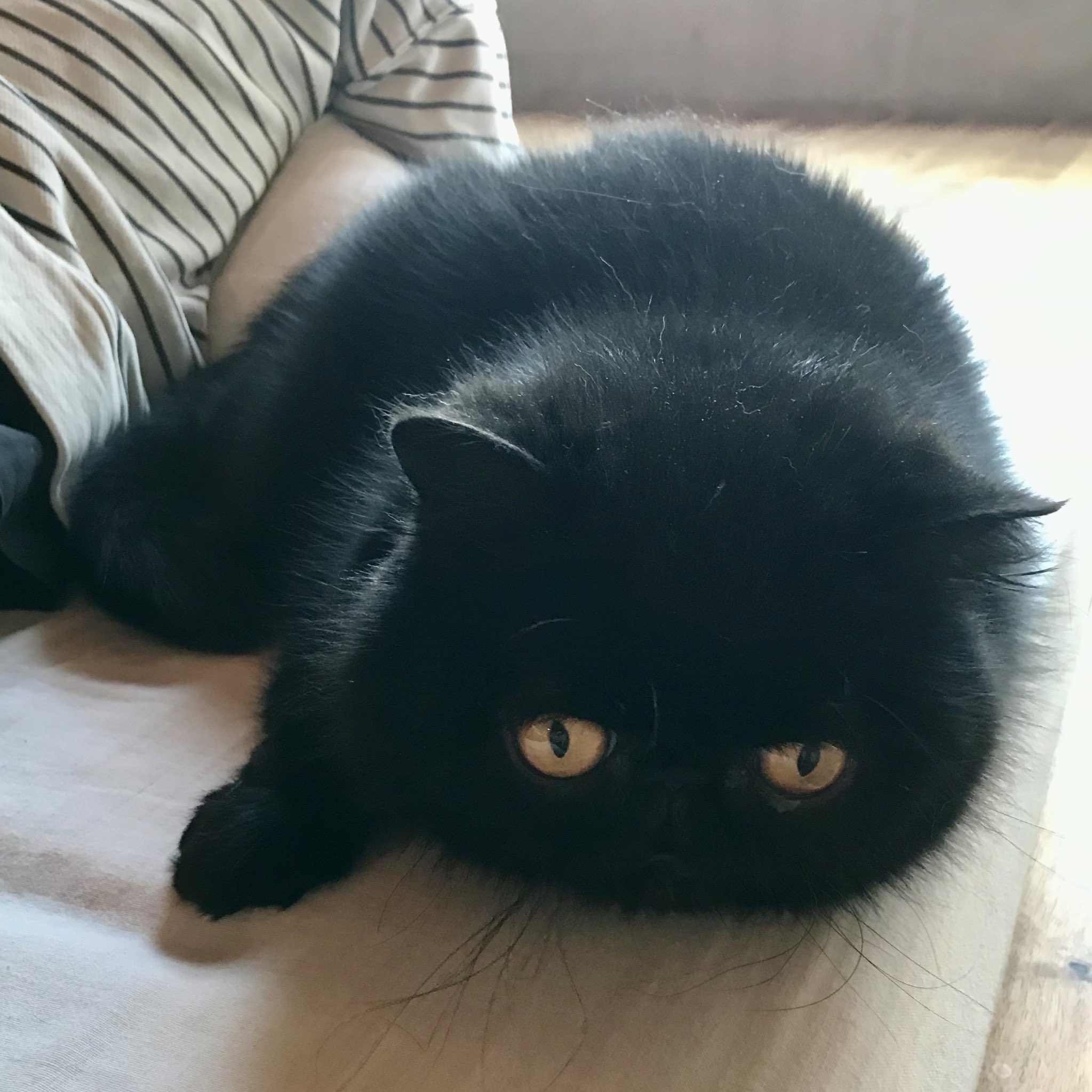 黒猫ちぃ 6875ae3262b31adfbeba0712d1a109