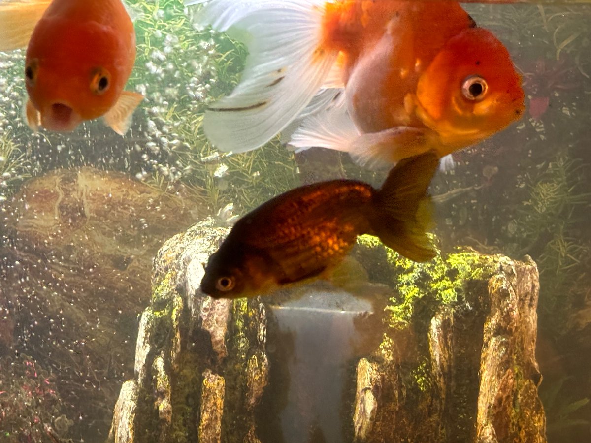 Hellbeastly's tweet photo. Happy fishy Friday!!! #fishoftwitter https://t.co/HBbyLPFxEA