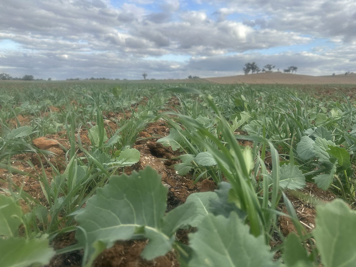 Growmore Agronomy Services tweet media