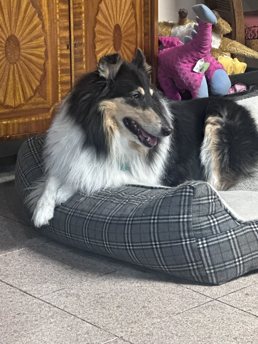 bella_fluff's tweet photo. Enjoy Mommy day weekend 🥰 https://t.co/JLROtLbzmS