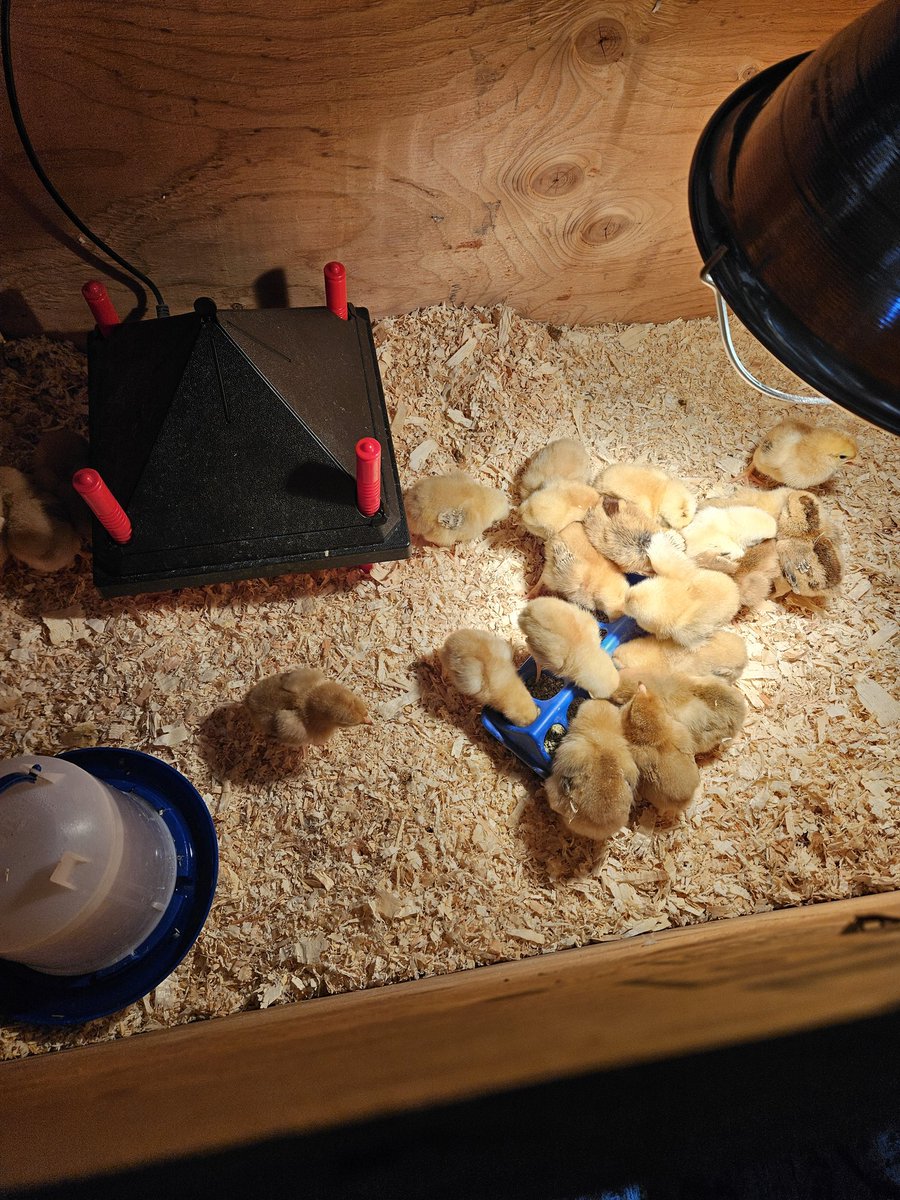 New blood to the flock! Freedom Rangers!