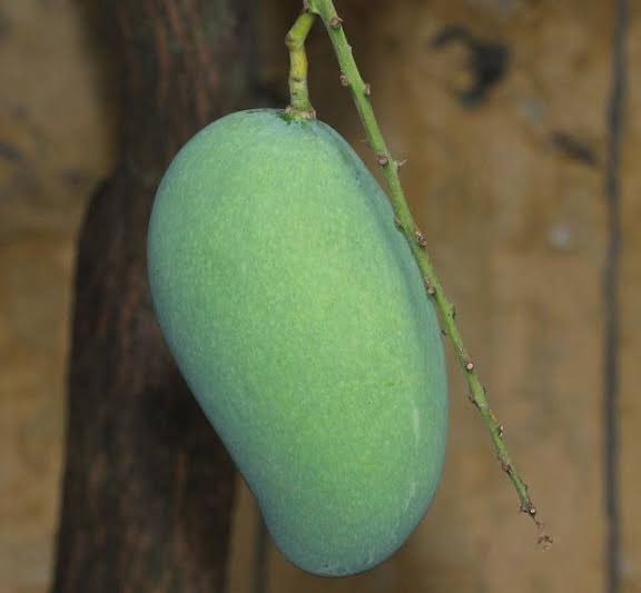 JobPablo's tweet image. Eto Ang Mangga, Wow Mangga

#Hudas