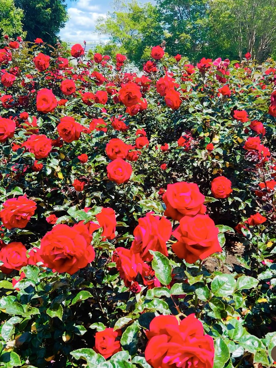 grumpy_andy07's tweet image. Thousands of roses are in bloom, and LA has its own Monet Garden. Spring gave me the best gift