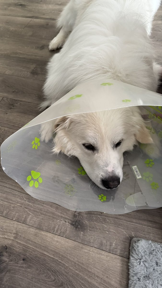 I can’t stream today because MY DOG’S BALLS ARE GOOOOOONE 😭