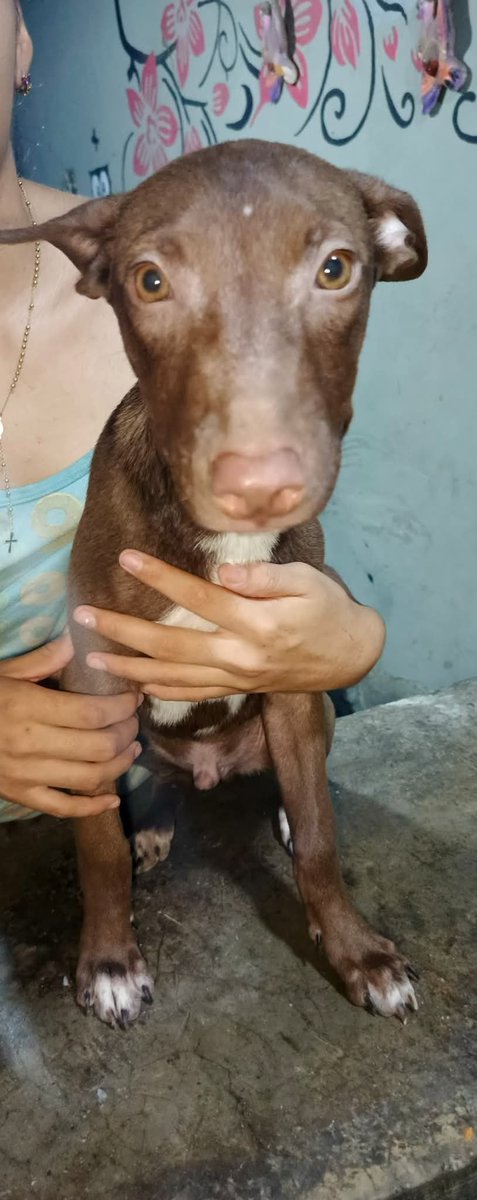 Por favor este perrito de 5 meses se perdió en el sector Curupao Guarenas.  Si alguien sabe algo de él por favor comunicarse.  
Teléfono : 0412-972-11-38  0412-730-01-33