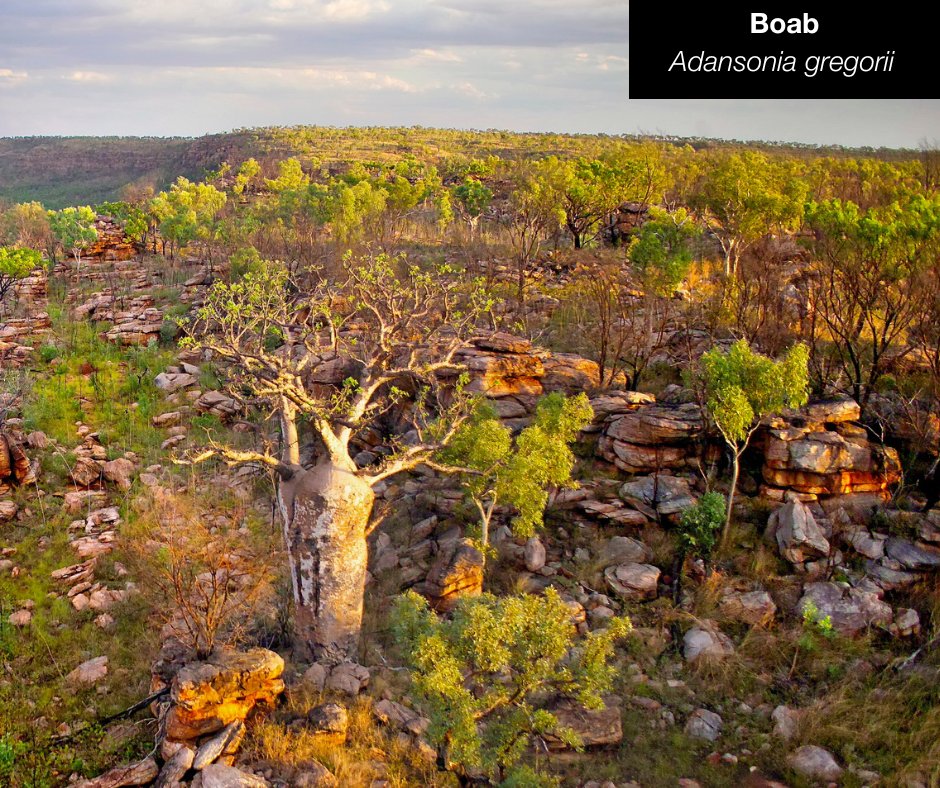 Did you know Australia has deciduous trees too? 🌿🍂 While Australia is famous for its evergreen eucalypts, we also have our own native deciduous trees that shed some, or all, of their leaves in winter! 📖 Read more here: bit.ly/AWC-Deciduous-…