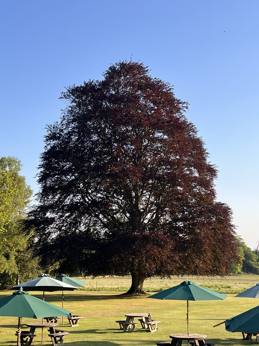 Back again to see my favourite tree.