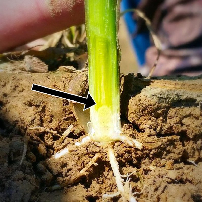 Sometimes you just need to step back. This #corn grown in our research plots at the MSU North Farm was pounded by hail. 

However, the growing point is still underground, so it has capability to recover. 

🌽#mscorn #MSUext #mscrops #plant25 #hail #ag #weather