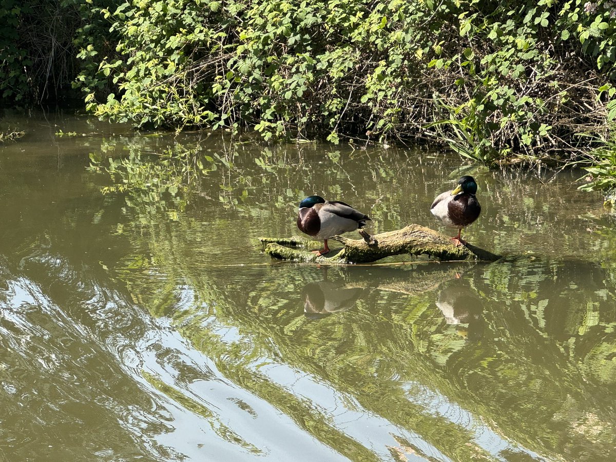 NeverTwoLate1's tweet photo. A wonderful warm day perfect for a cruise. Lovely countryside and lots of wildlife too. 

#narrowboatlife
#boatinglife
#nevertwolateourjourney
#mexitheboatdog 
#mexitheboatdogandsammysnailsadventure https://t.co/mKIsAXRjvb