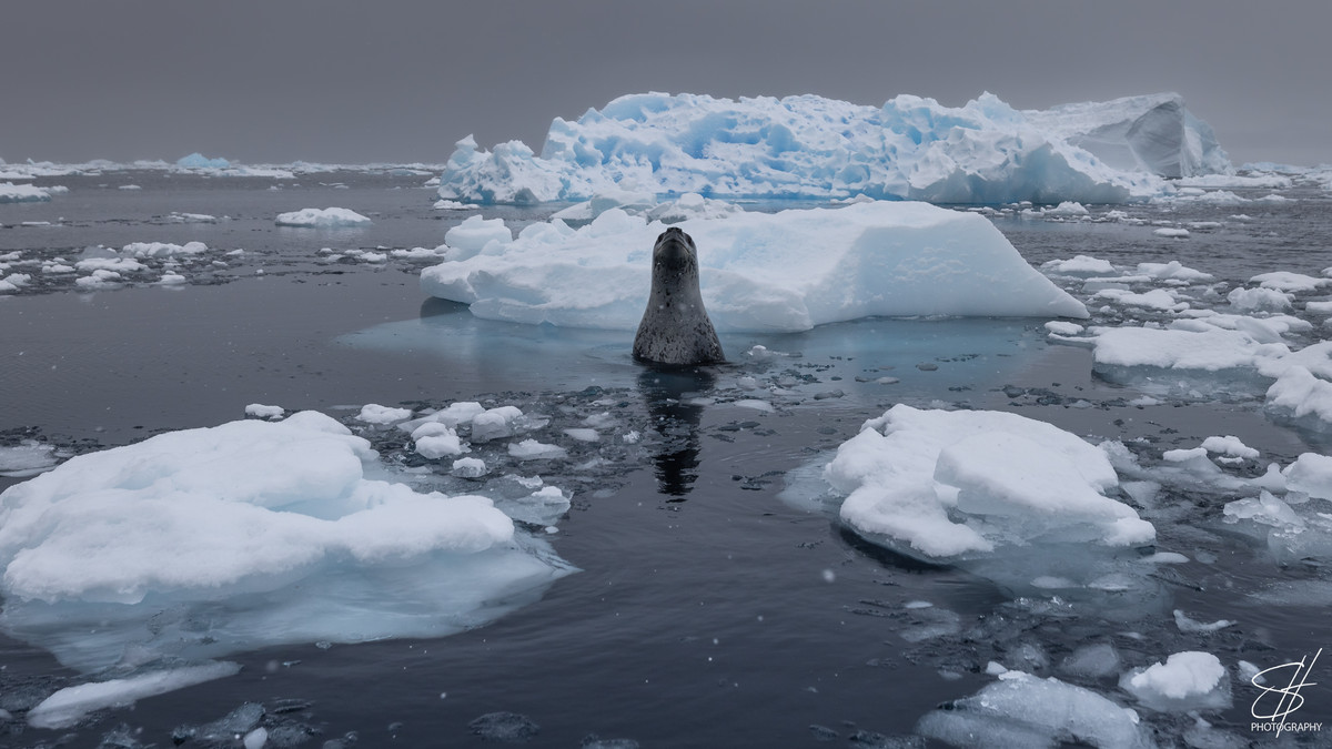 sdhammond2's tweet image. Enhance your photography with the PolarPro Chris Burkard Helix MagLock CPL Filter! Perfect for every adventure. Dive into my review: wix.to/k5KJMDv #Photography #PolarPro #CPLFilter #TravelPhotographer
wix.to/2PfcKtR