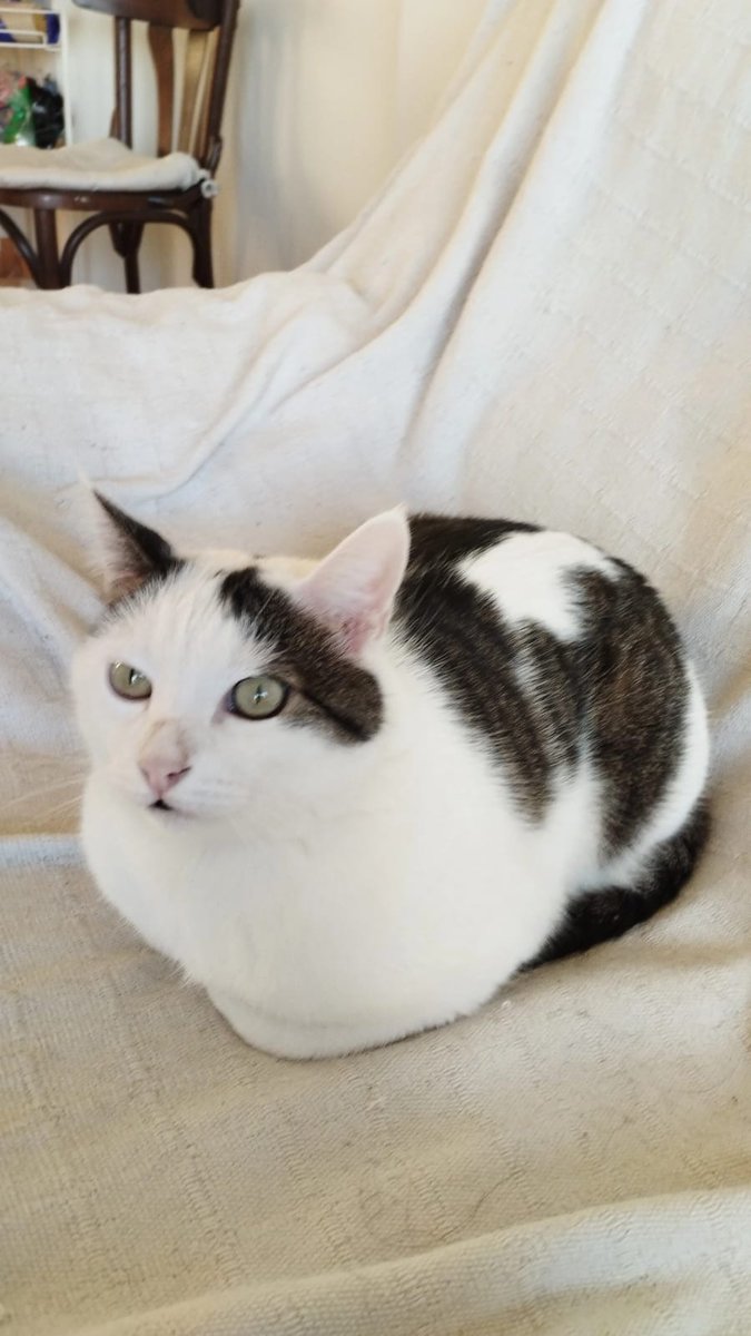4cats tweet media