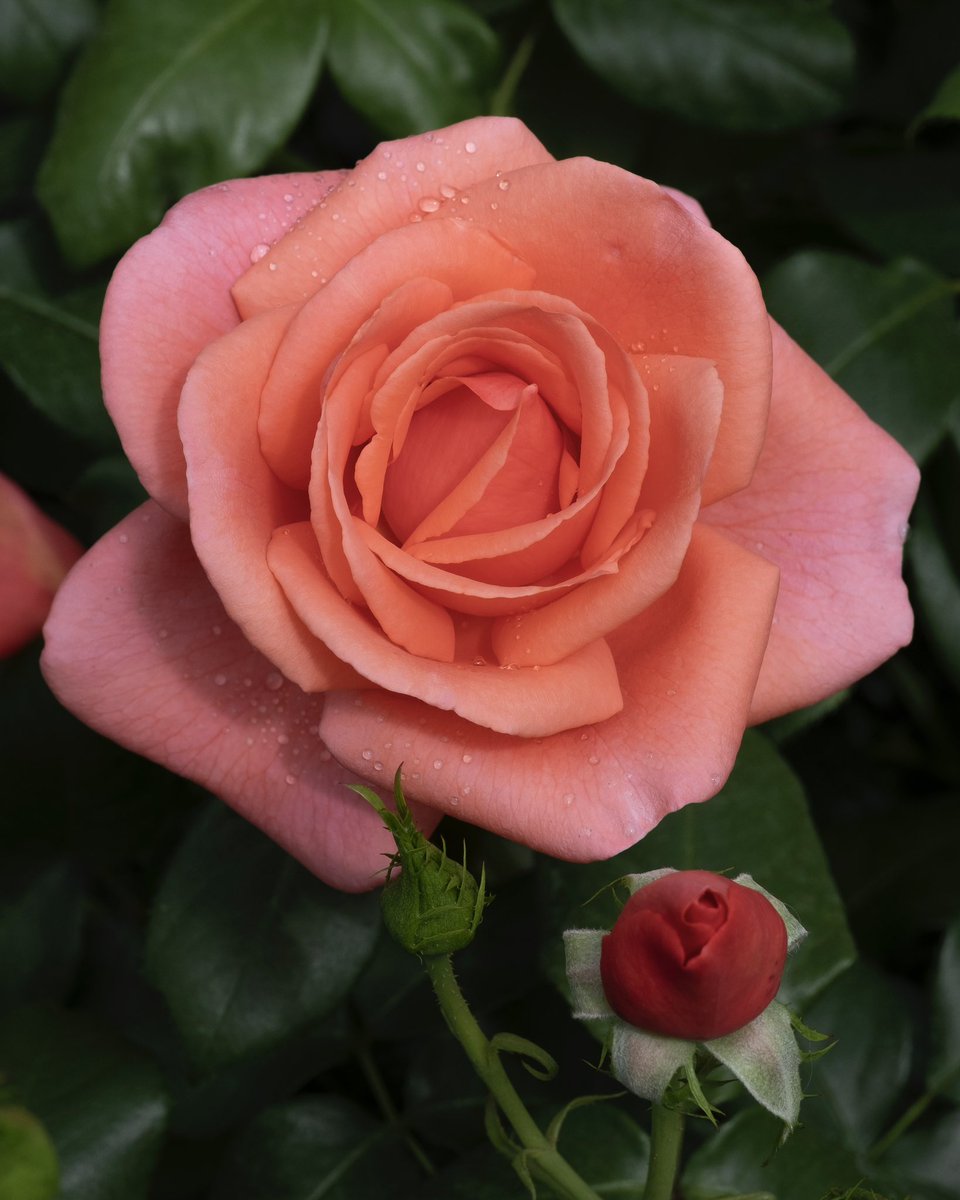 “This love is the rose that blooms forever.”
~ Rumi

How beautiful, today the Royal Horticultural Society are announcing a new Rose, “Catherine’s Rose."

#PrincessofWales #CatherinesRose #Rumi