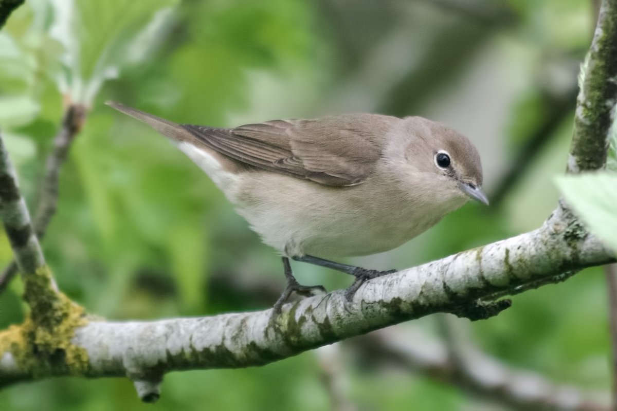 WhitleyBirder's tweet image. Singing male Garden Warbler near Swallow Pond yesterday morning, never an easy bird to connect with in North Tyneside in spring.