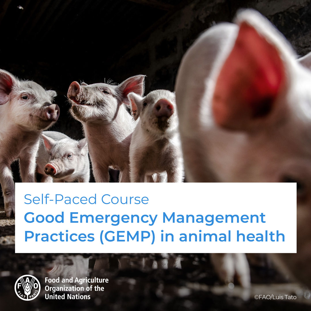 🎓 New FREE online course!

🐷 🐮 🐑
Good Emergency Management Practices in animal health #GEMP
 
To improve the responses of national veterinary services to emergency situations.

Enroll now! ➡️ow.ly/qhr450VAR6u