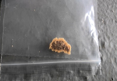 OFOEAC's tweet photo. CBP Ag Specialists @DFOLosAngeles found an FSMC egg mass aboard the M/V MSC Taranto, after a pest-free certificate was presented. FSMC can defoliate forests &amp; disrupt ecosystems. The vessel was treated to mitigate the threat. Swift action makes a difference. #OFOProud🇺🇸 #FSMC https://t.co/s2oydkb3Ui